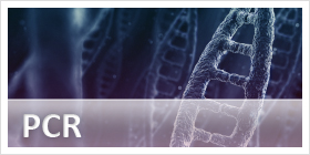 PCR